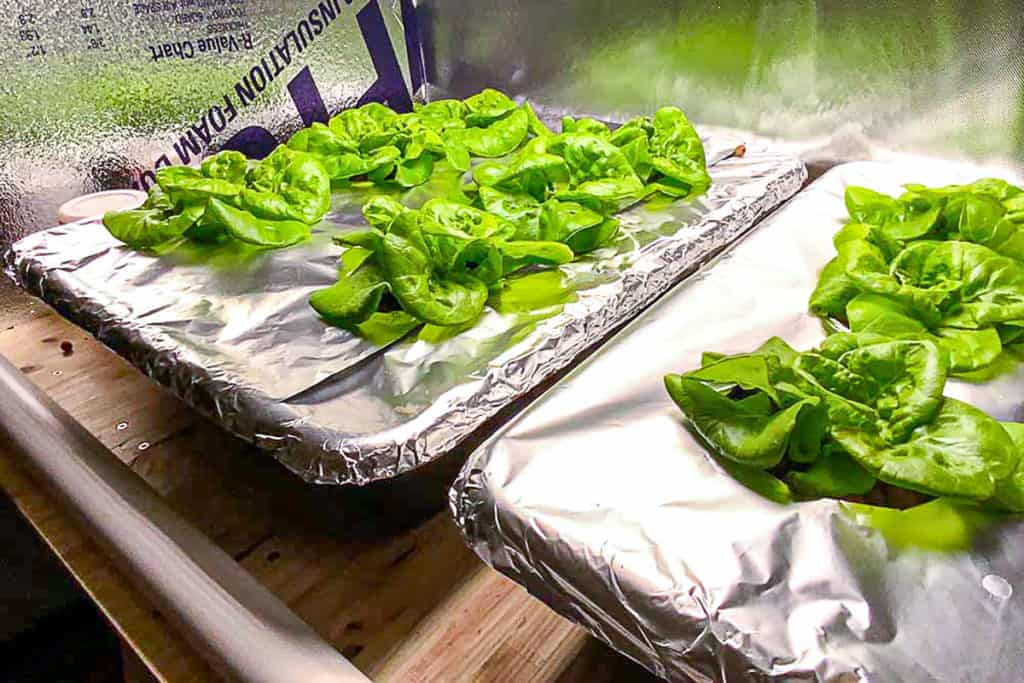 top shot of hydroponically growing lettuce with aluminum foil covered planters