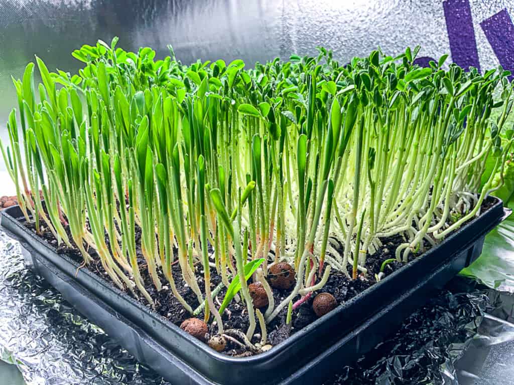 top shot of hydroponically growing popcorn pea shoots