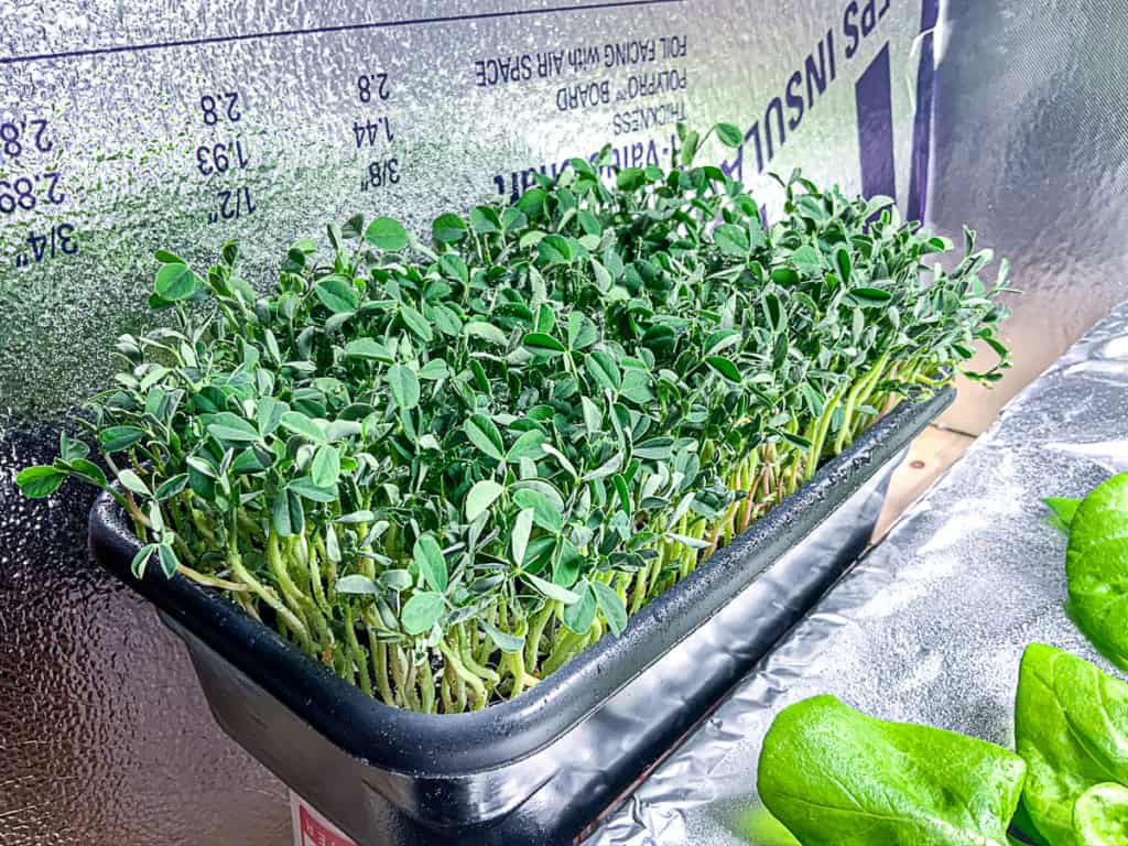 top shot of hydroponically growing pea shoots