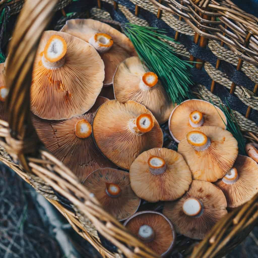basket full of foraged mushrooms