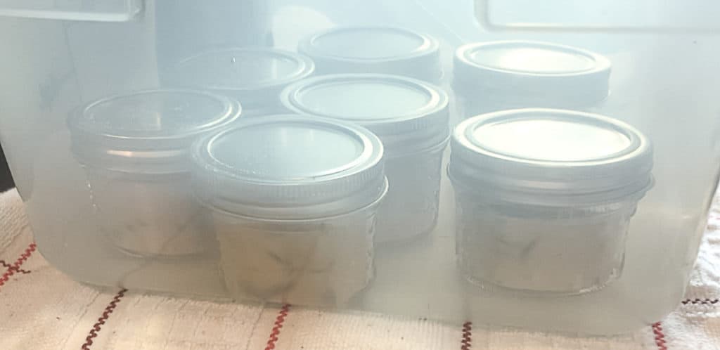 Side shot of sous vide egg bites cooking in mason jars.