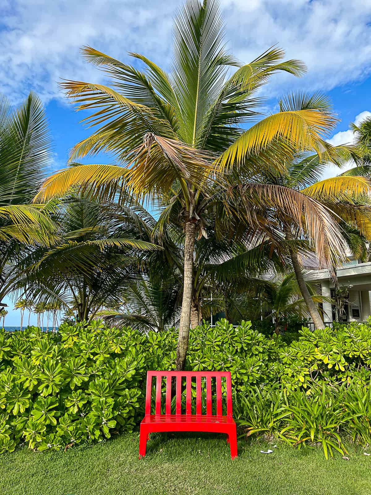 Palm Trees and Landscape at Caribe Hilton San Juan Resort