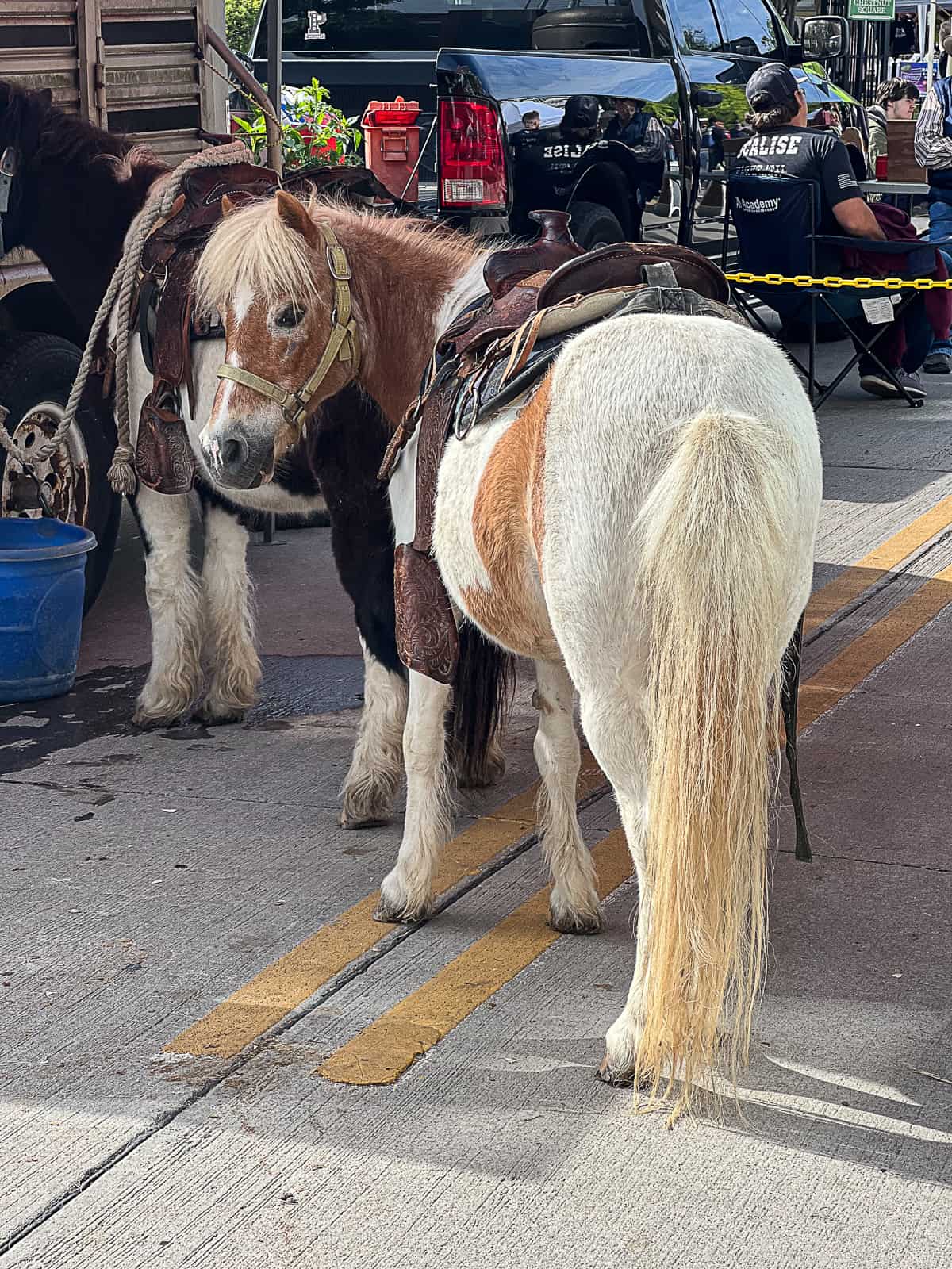 Pony Rides at Downtown McKinney Farmers Market Guide