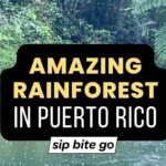 Puerto Rico Travel Rainforest Excursion Photo with text overlay and Sip Bite Go logo
