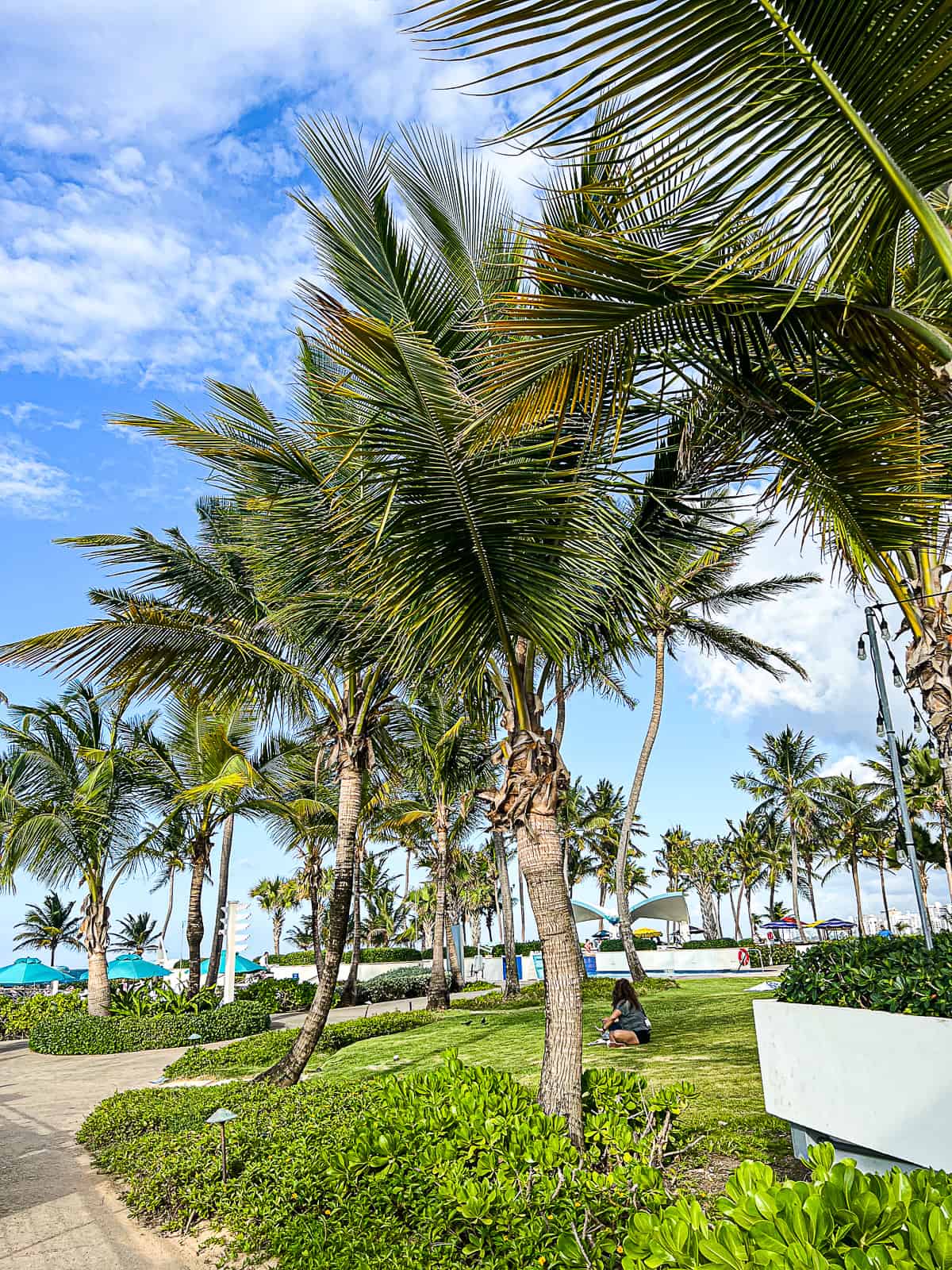 San Juan Puerto Rico Caribe Hilton Resort Views of the beaches