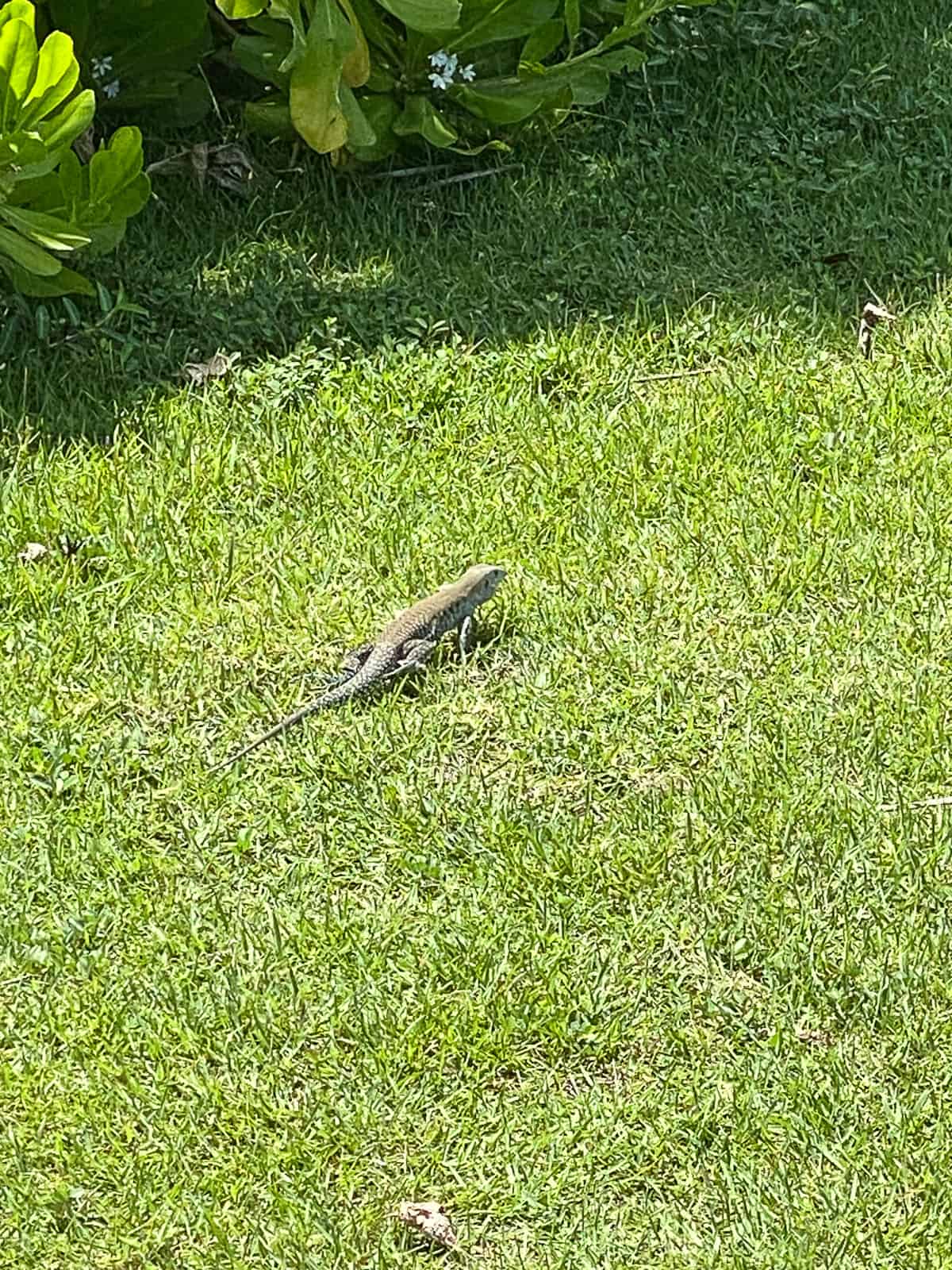 Lizard On Grass in San Juan Puerto Rico at Caribe Hilton Resort