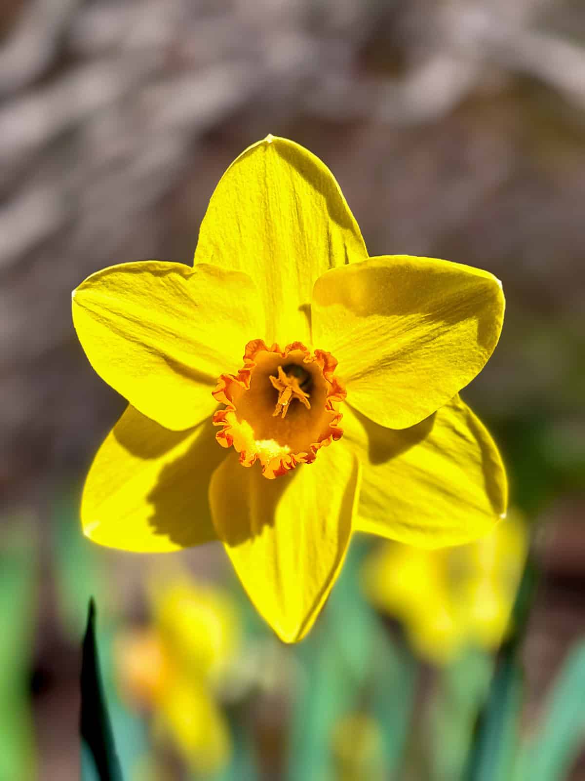 Red Butte Gardens Daffodil blooming in Utah in April